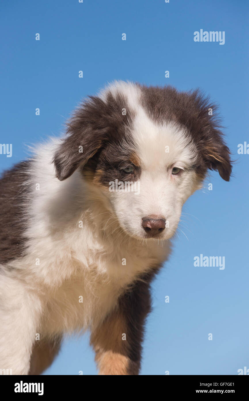 Otto settimane di old Red Tri pastore australiano cane, cucciolo Foto Stock
