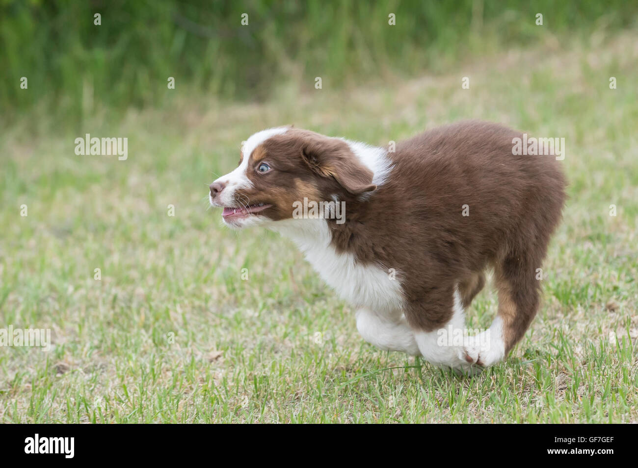 Otto settimane di old red tri pastore australiano cane, cucciolo Foto Stock