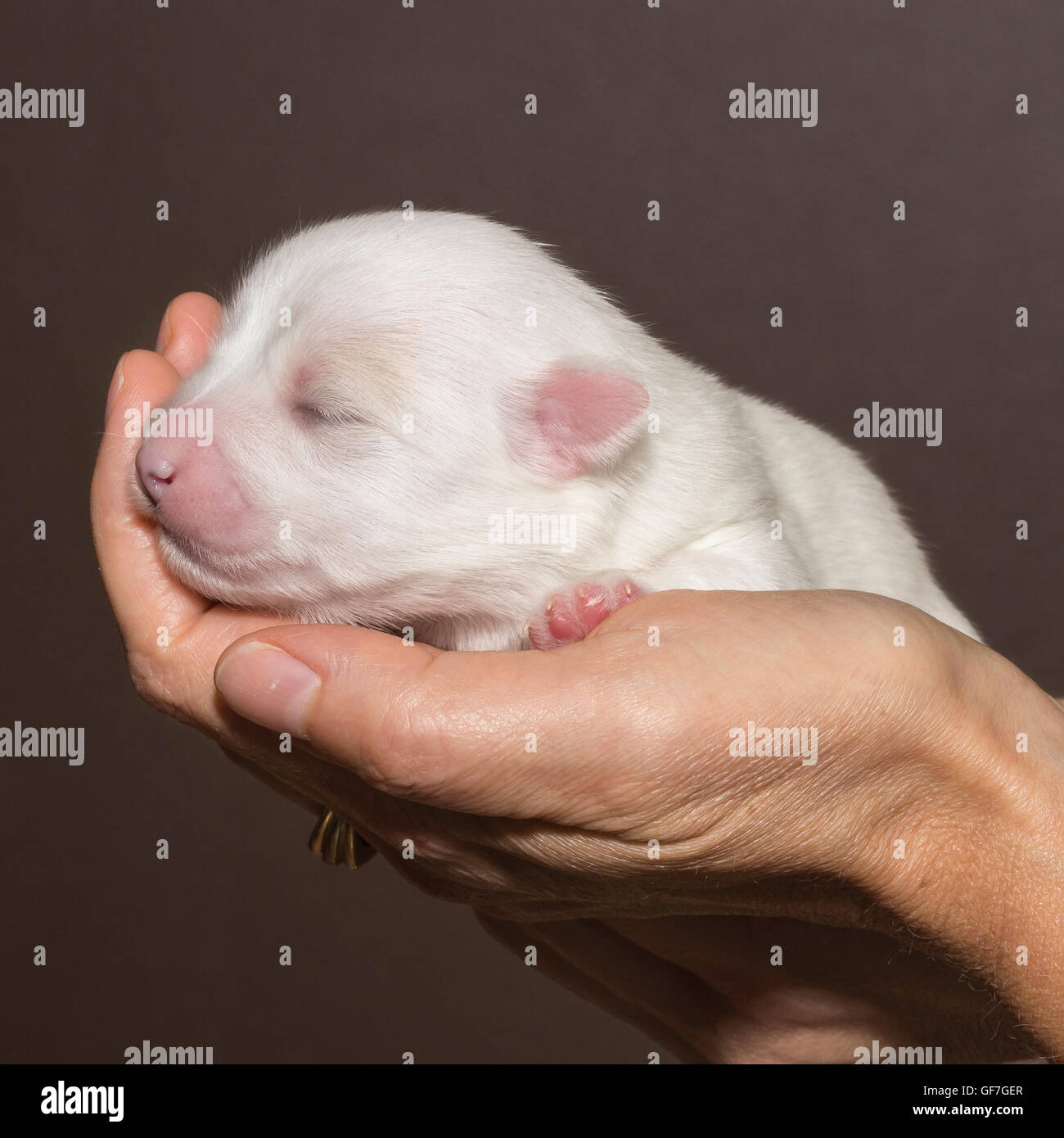 Una settimana di-vecchio Coton de Tulear cucciolo con gli occhi ancora chiuso Foto Stock