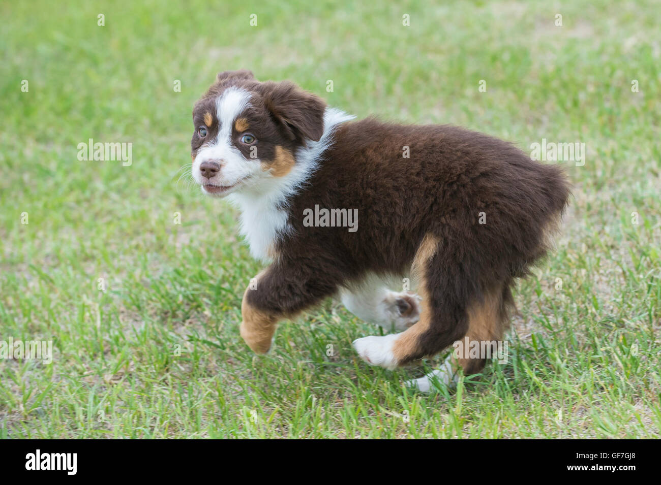 Otto settimane di old red tri pastore australiano cane, cucciolo Foto Stock