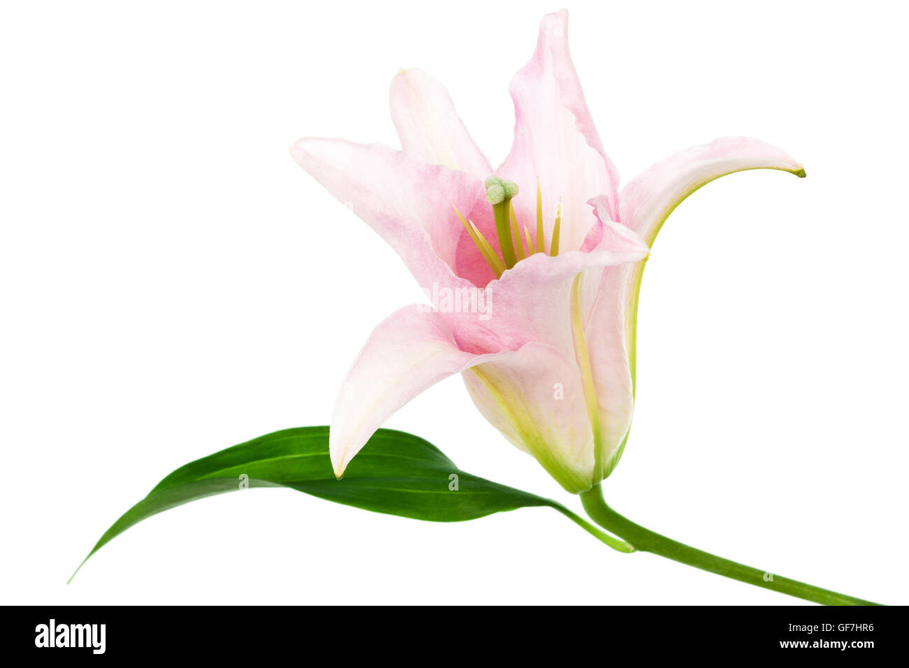 Bella giglio colore rosa su sfondo bianco Foto Stock