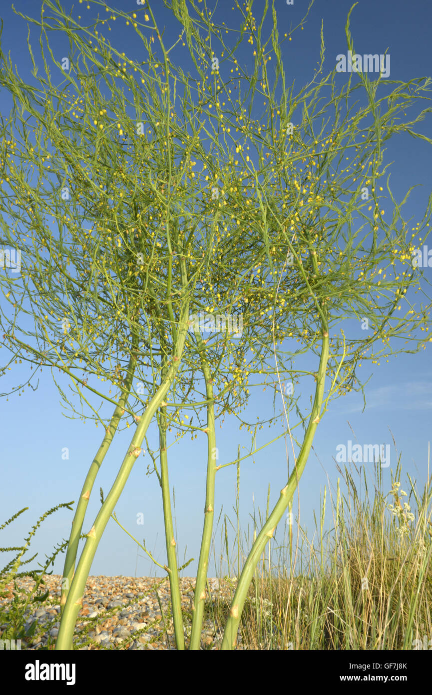 Asparagi - Asparagus officinalis Foto Stock