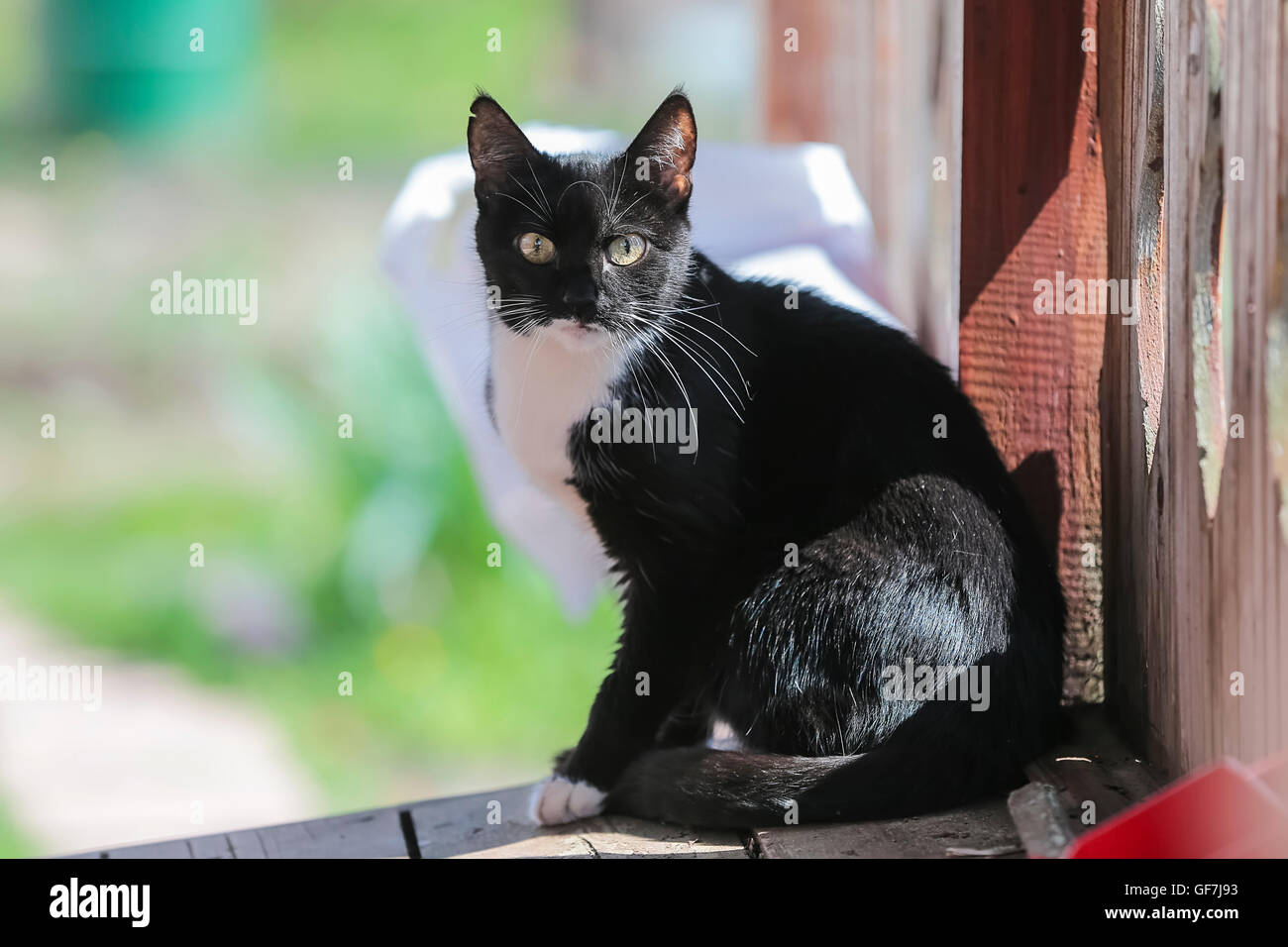 Gatto nero in una giornata di sole. Foto Stock