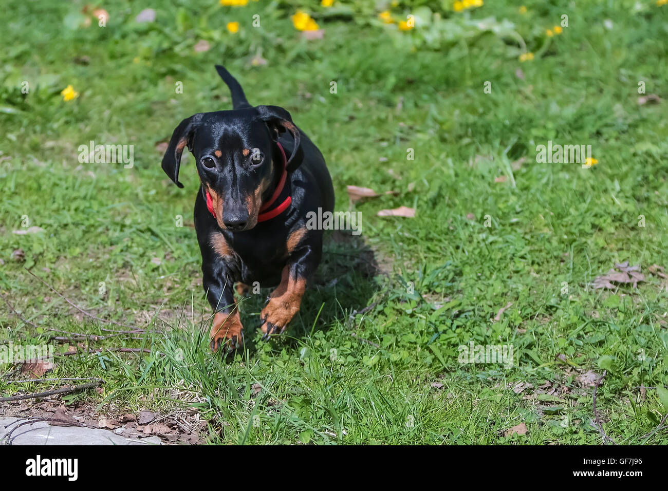 Nero bassotto in una giornata di sole. Foto Stock