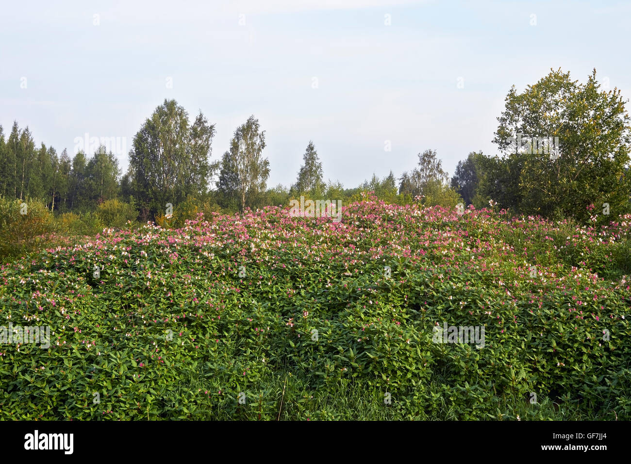 Impatiens glandulifera, Himalayan balsamo di fiori Foto Stock