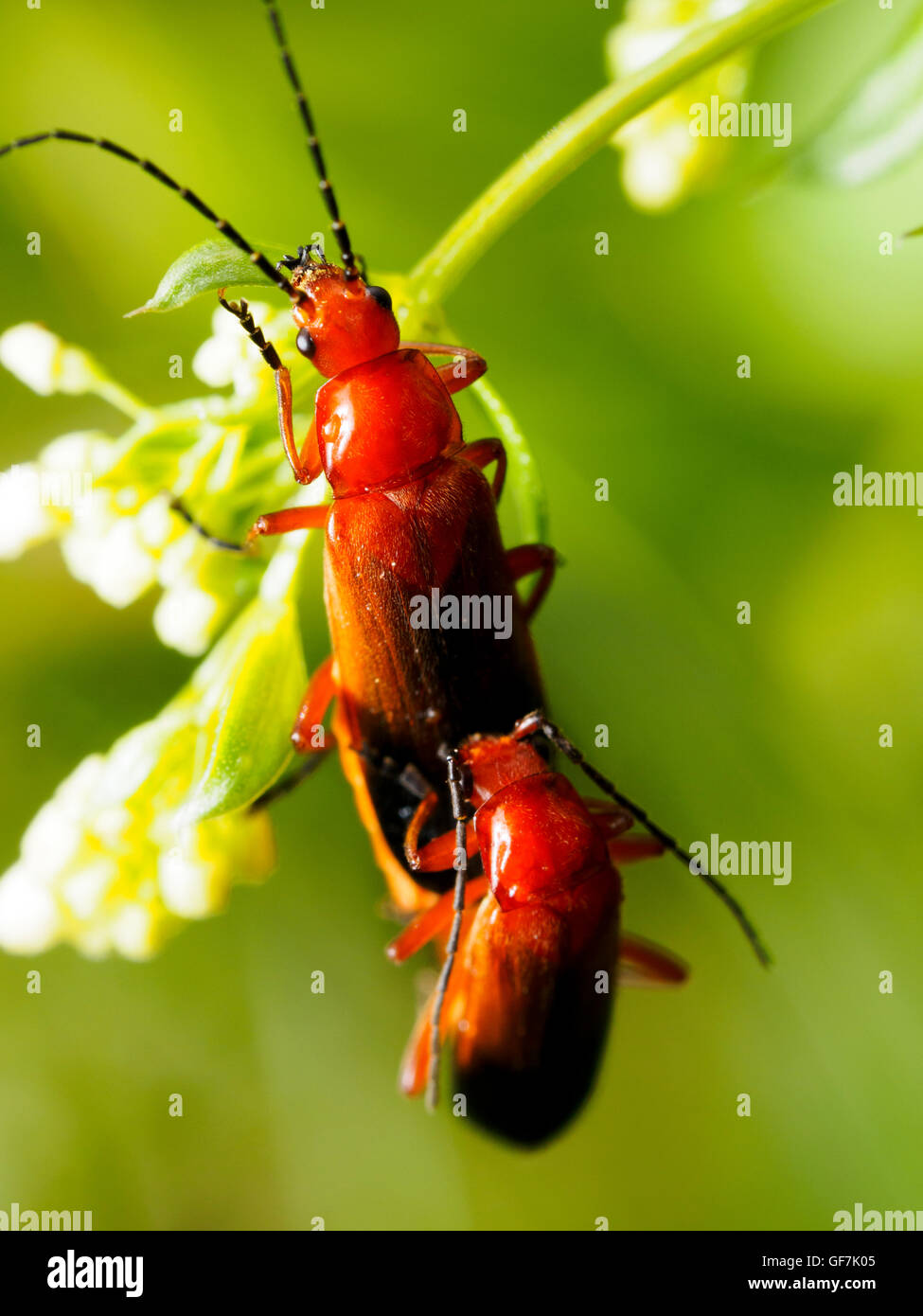 Comune soldato rosso beetle (Rhagonycha fulva) Foto Stock