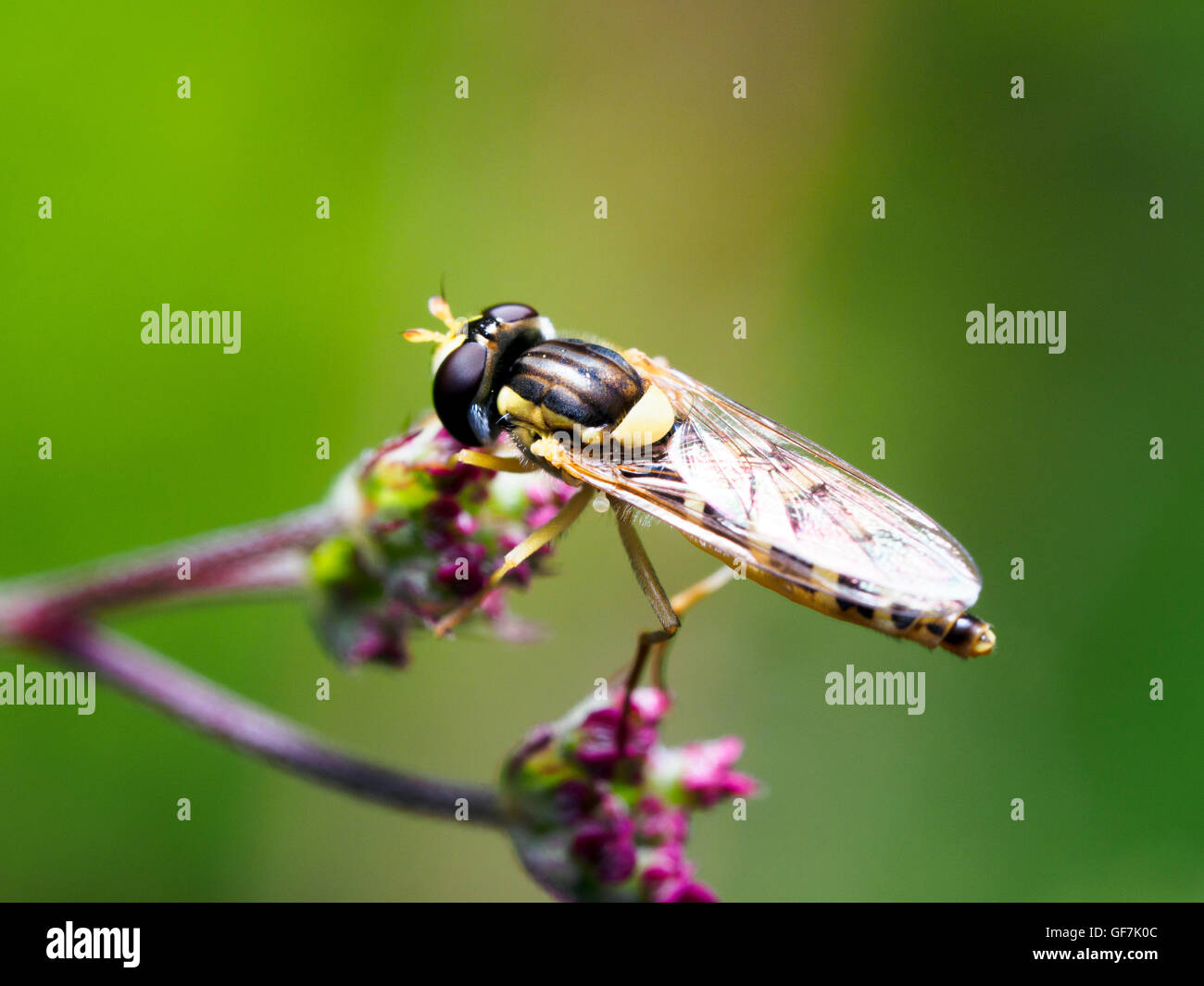 Lunga hoverfly, Sphaerophoria scripta Foto Stock