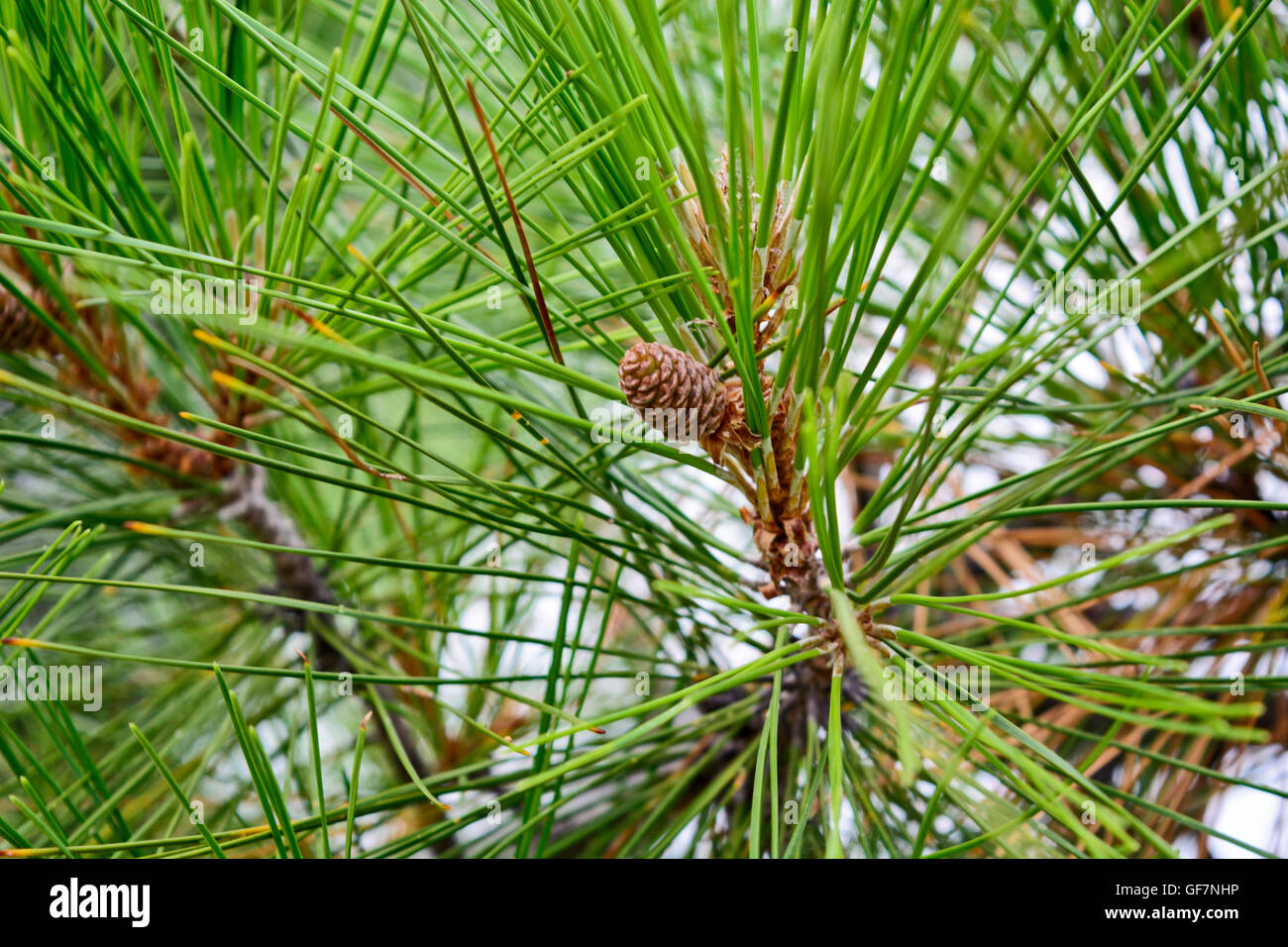 Giovane e bella pigna cresce in abete. Foto Stock