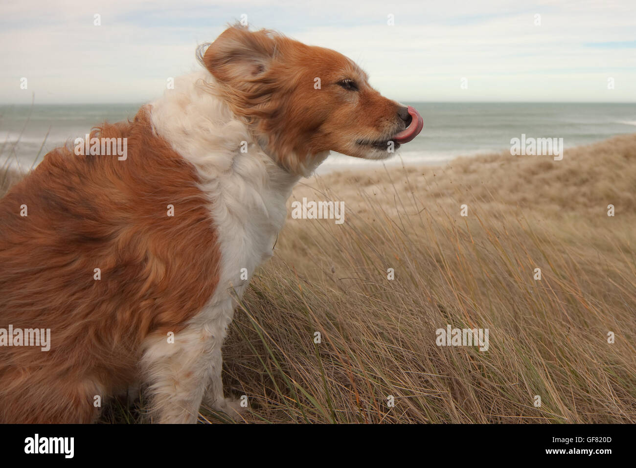 Lanuginoso rosso e bianco collie cane, la lingua di fuori, ventoso, increspato fur a Pouawa Beach, East Coast, Isola del nord, NZ Foto Stock