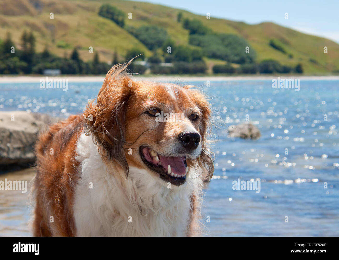 Ritratto fotografia di lanuginoso rosso e bianco collie cane in una spiaggia a Gisborne, East Coast, Isola del nord, Nuova Zelanda Foto Stock