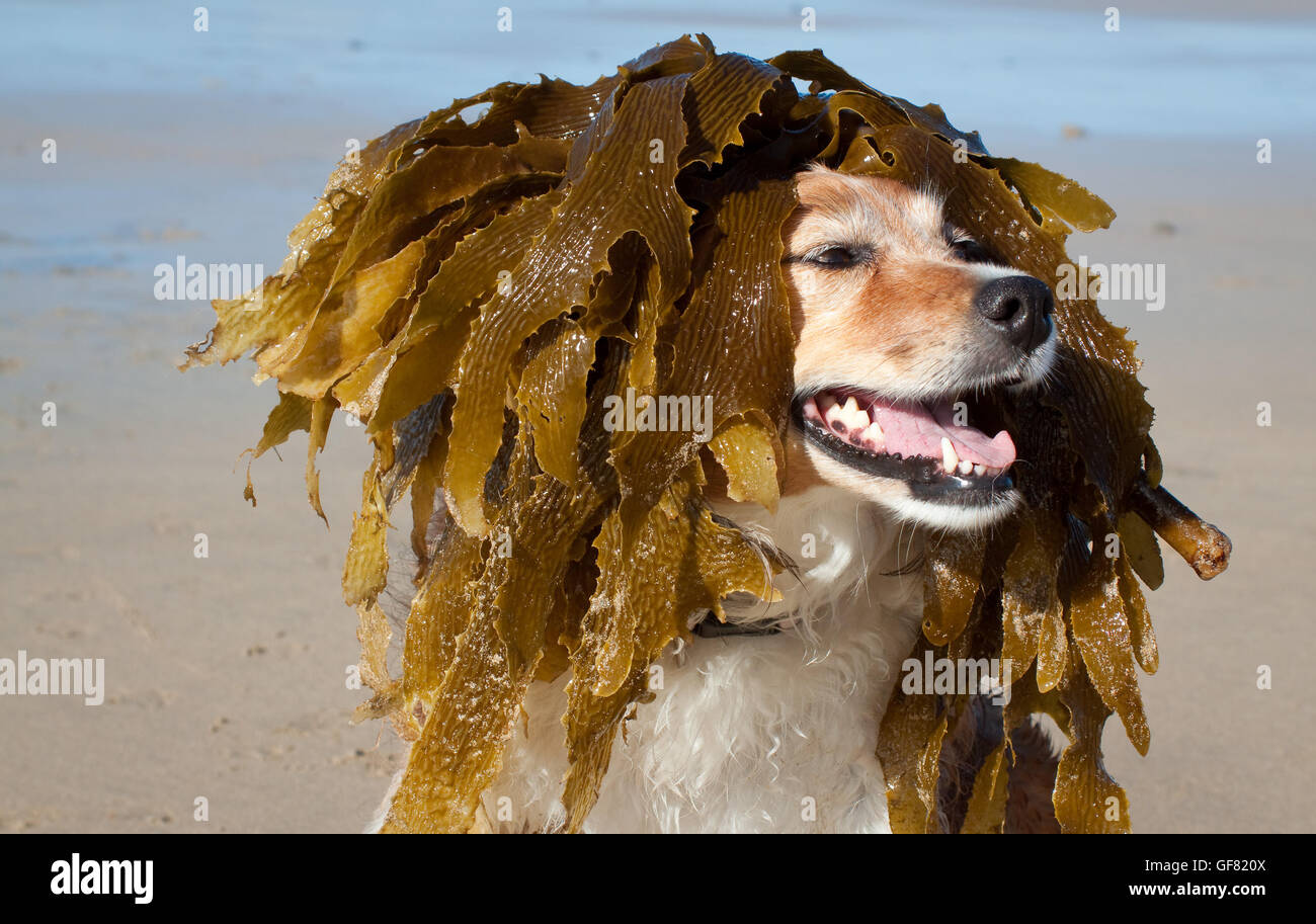 Divertenti cane foto - lanuginoso rosso e bianco collie cane in spiaggia con alghe marine sulla sua testa Foto Stock