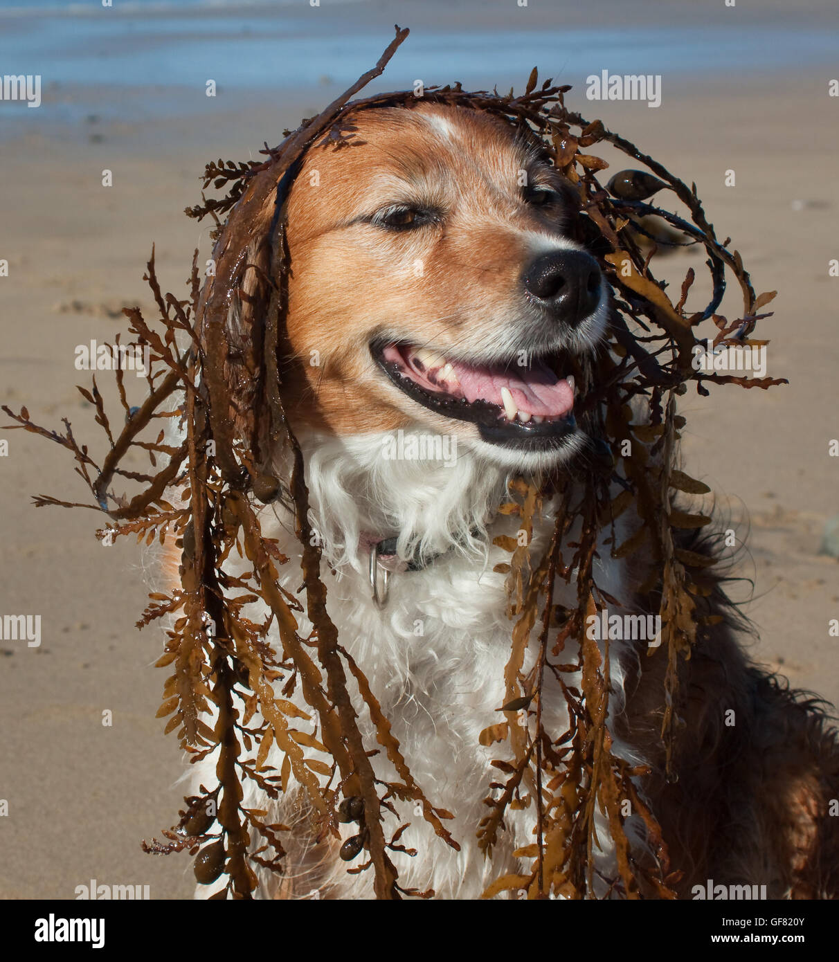 Divertenti cane foto - lanuginoso rosso e bianco collie cane in spiaggia con alghe marine sulla sua testa Foto Stock