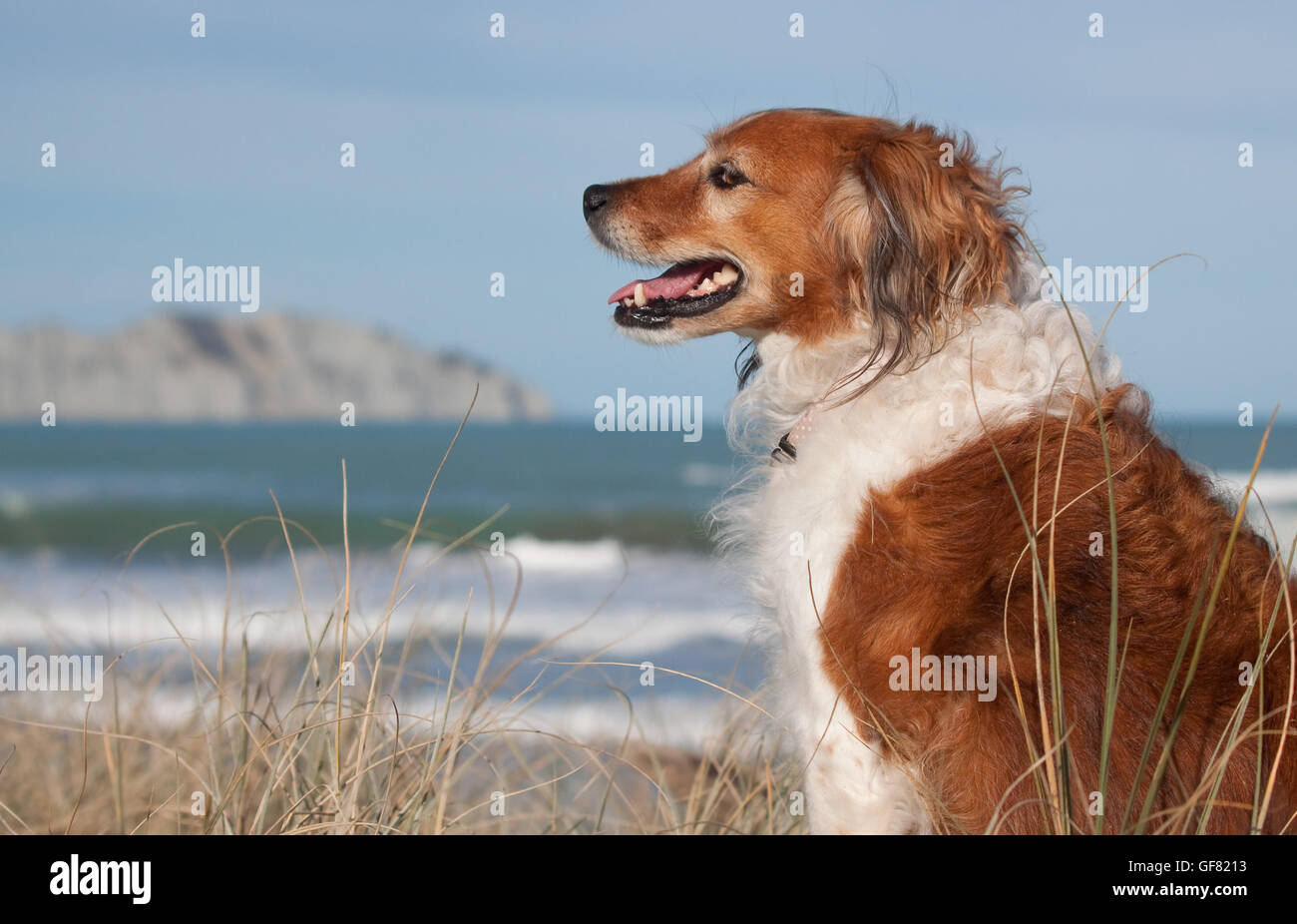 Ritratto fotografia di lanuginoso rosso e bianco collie cane in una spiaggia a Gisborne, East Coast, Isola del nord, Nuova Zelanda Foto Stock