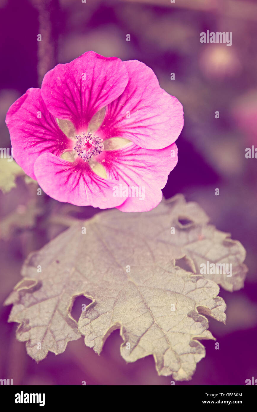 Fiore rosa all'Hampton Court Flower Show nel Surrey Foto Stock