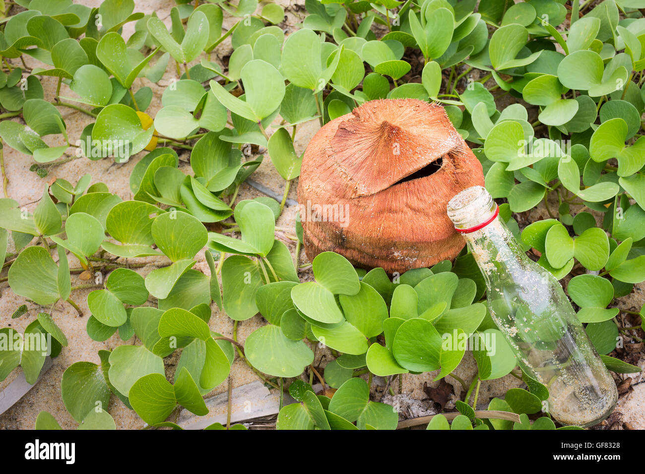 Ipomoea pes-caprae impianto o di capra del superriduttore del piede con la bottiglia , salvare il concetto di massa backgroud Foto Stock