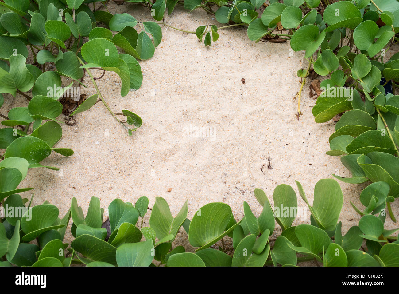 Ipomoea pes-caprae impianto o di capra al piede sullo sfondo del superriduttore Foto Stock