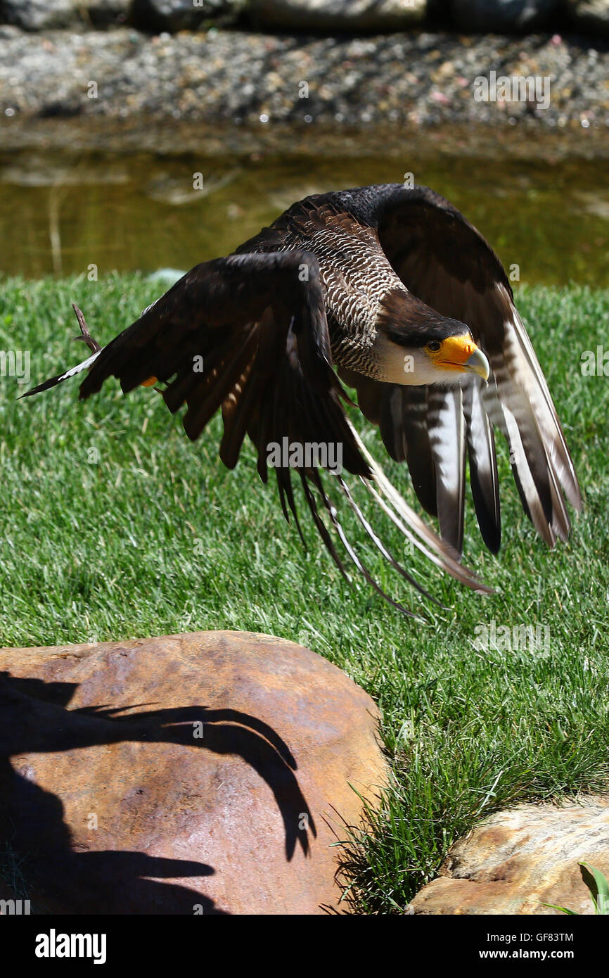 Crested Caracara cheriway uccello in volo Foto Stock