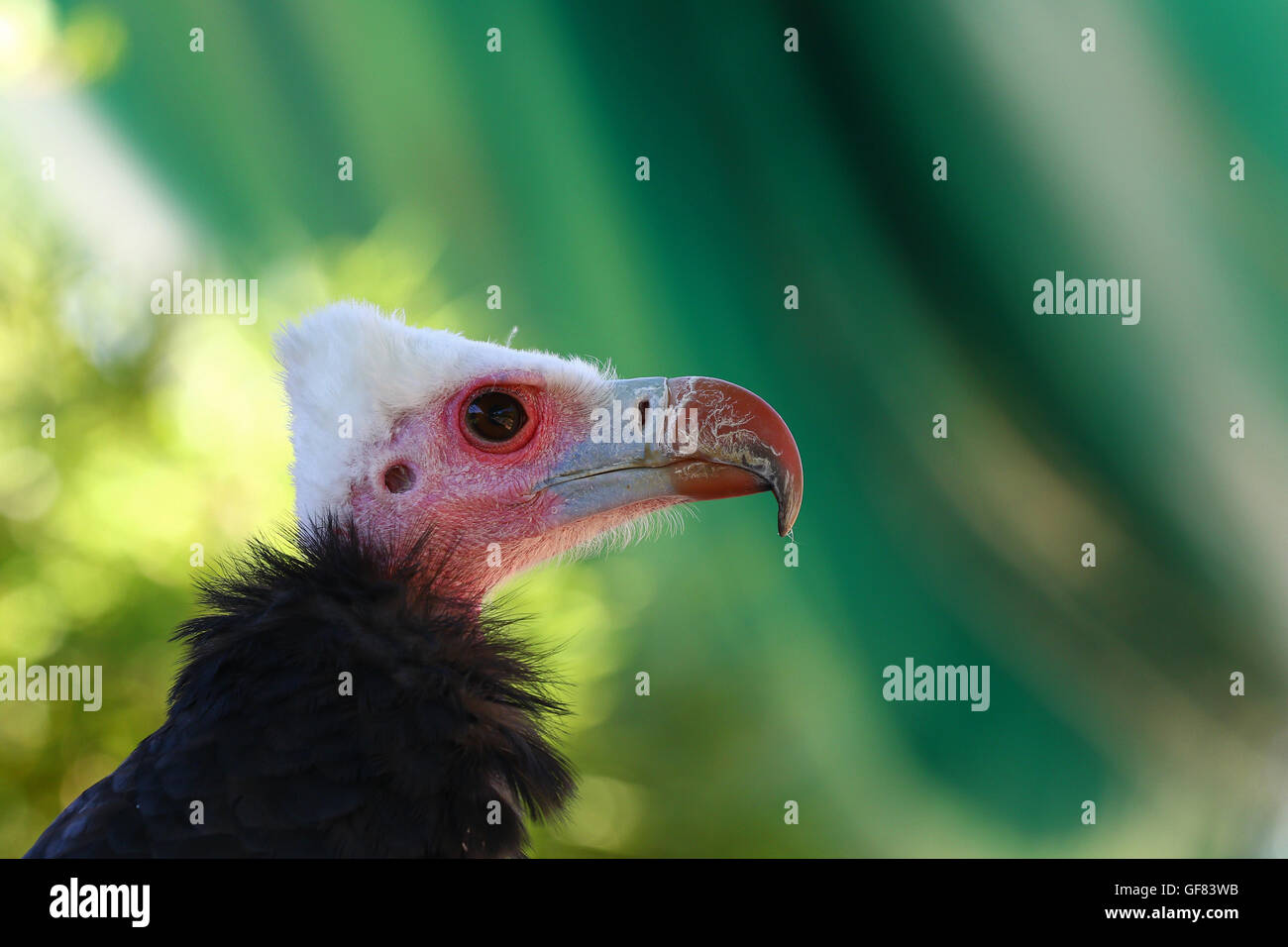 Ritratto Dettagliato di un bianco intitolato avvoltoio, trigonoceps occipitalis Foto Stock