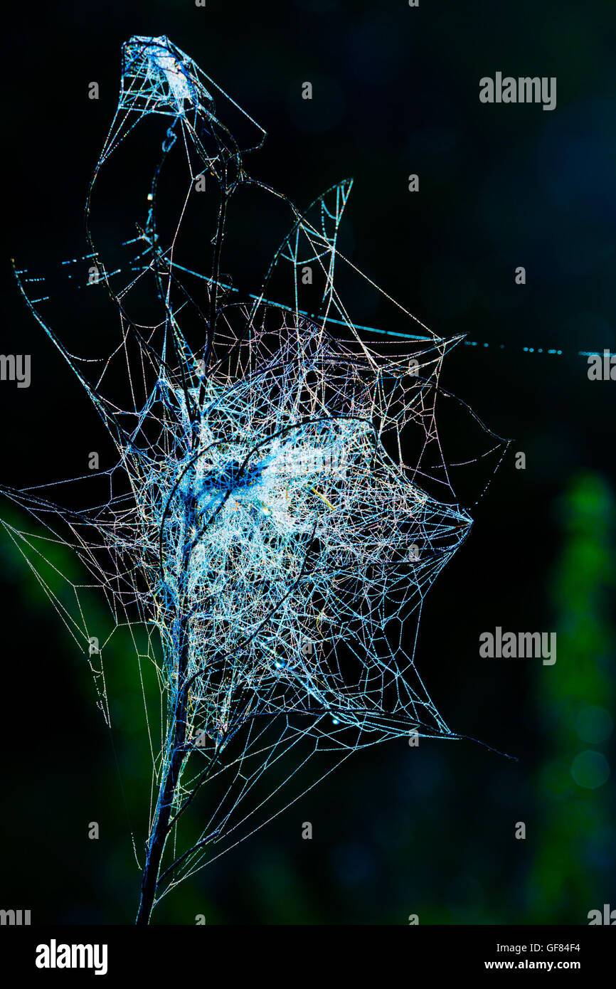 Ragnatele sul prato con gocce di rugiada, il caos su nero Foto Stock