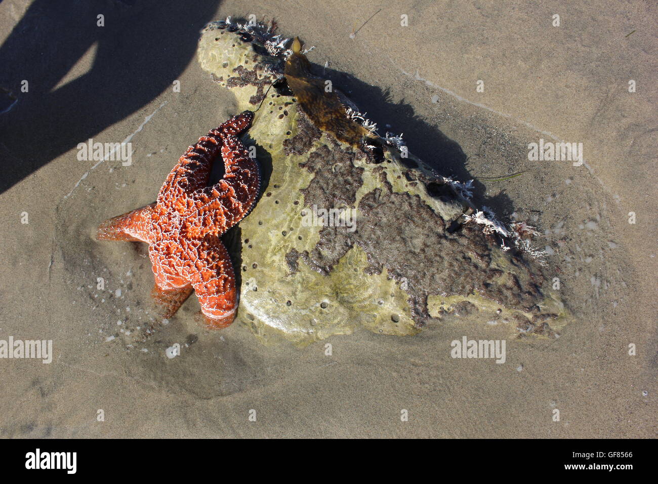 Stella di mare sulla spiaggia Foto Stock
