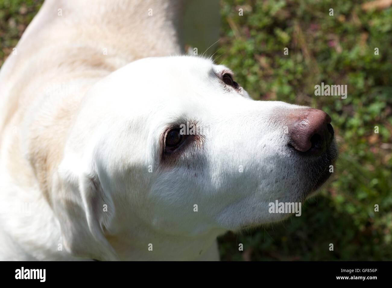 White Labrador Retriever cercando Foto Stock