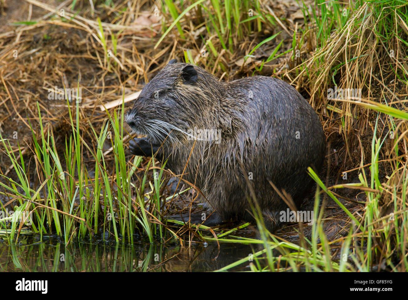 Coypu / river rat / nutria (Myocastor coypus) originario del Sud America seduti sulle rive dello stagno Foto Stock