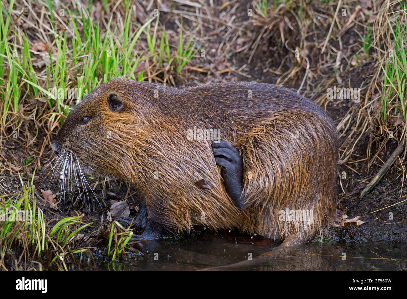 Coypu / river rat / nutria (Myocastor coypus) originario del Sud America, graffiatura pelliccia con zampa posteriore Foto Stock