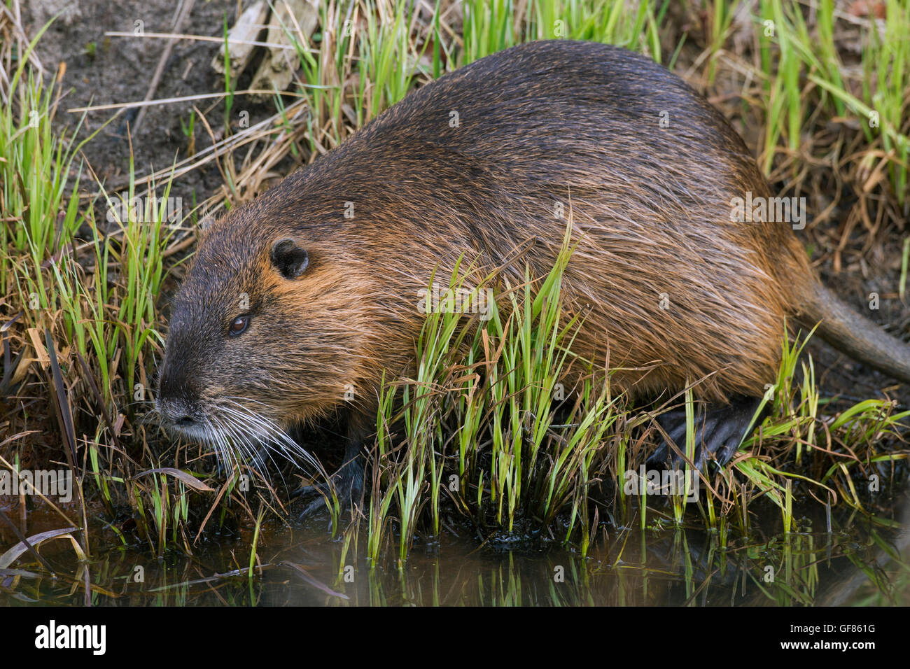 Coypu / river rat / nutria (Myocastor coypus) originario del Sud America entra in acqua Foto Stock