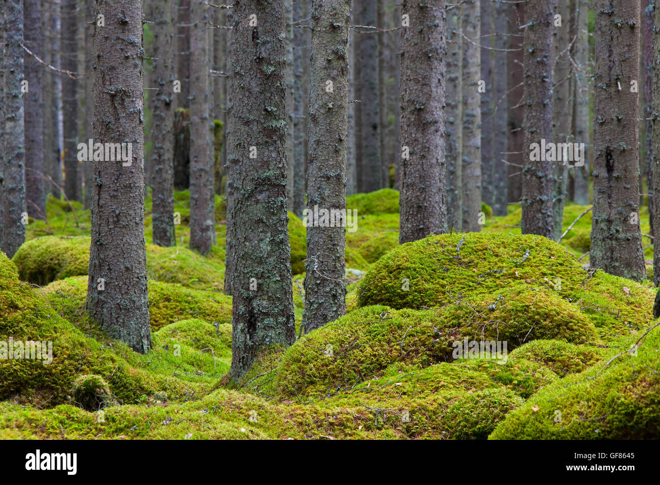 Norvegia abeti rossi / Europea abete rosso (Picea abies) tronchi di alberi coperti di licheni nel bosco di conifere con Moss Tappeto Foto Stock