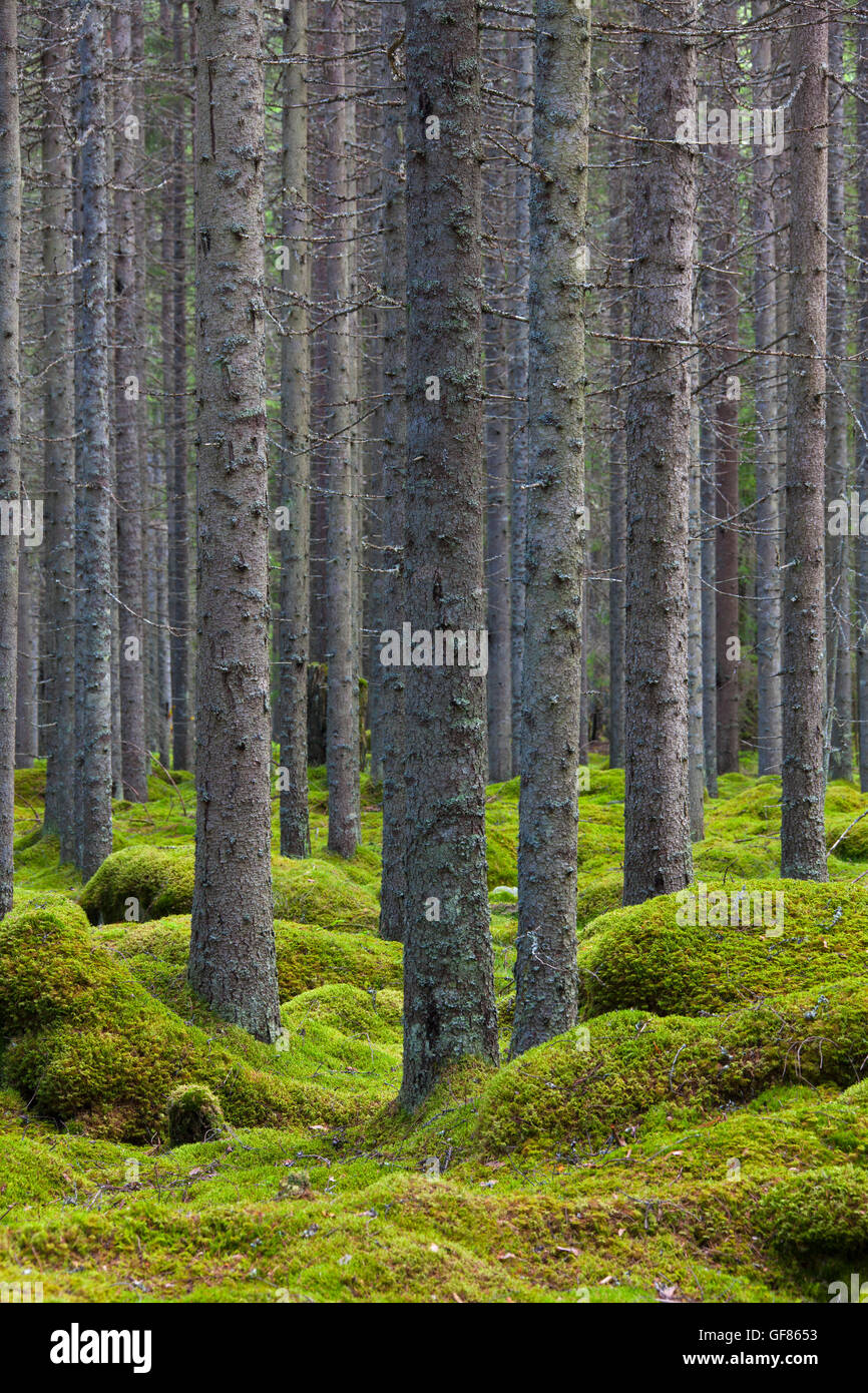 Norvegia abeti rossi / Europea abete rosso (Picea abies) tronchi di alberi coperti di licheni nel bosco di conifere con Moss Tappeto Foto Stock