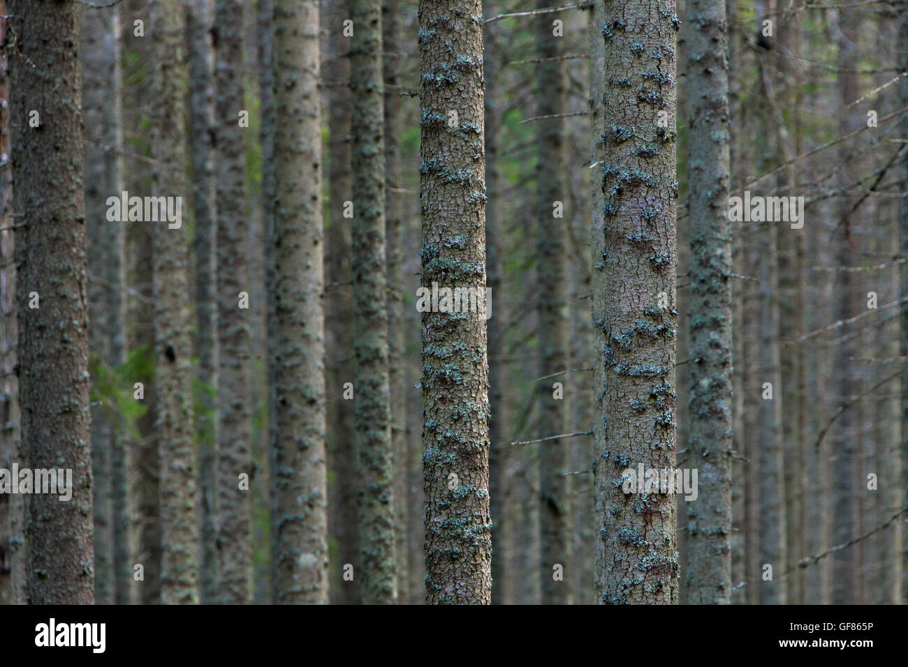 Norvegia abeti rossi / Europea abete rosso (Picea abies) tronchi di alberi coperti di licheni nella foresta di conifere Foto Stock