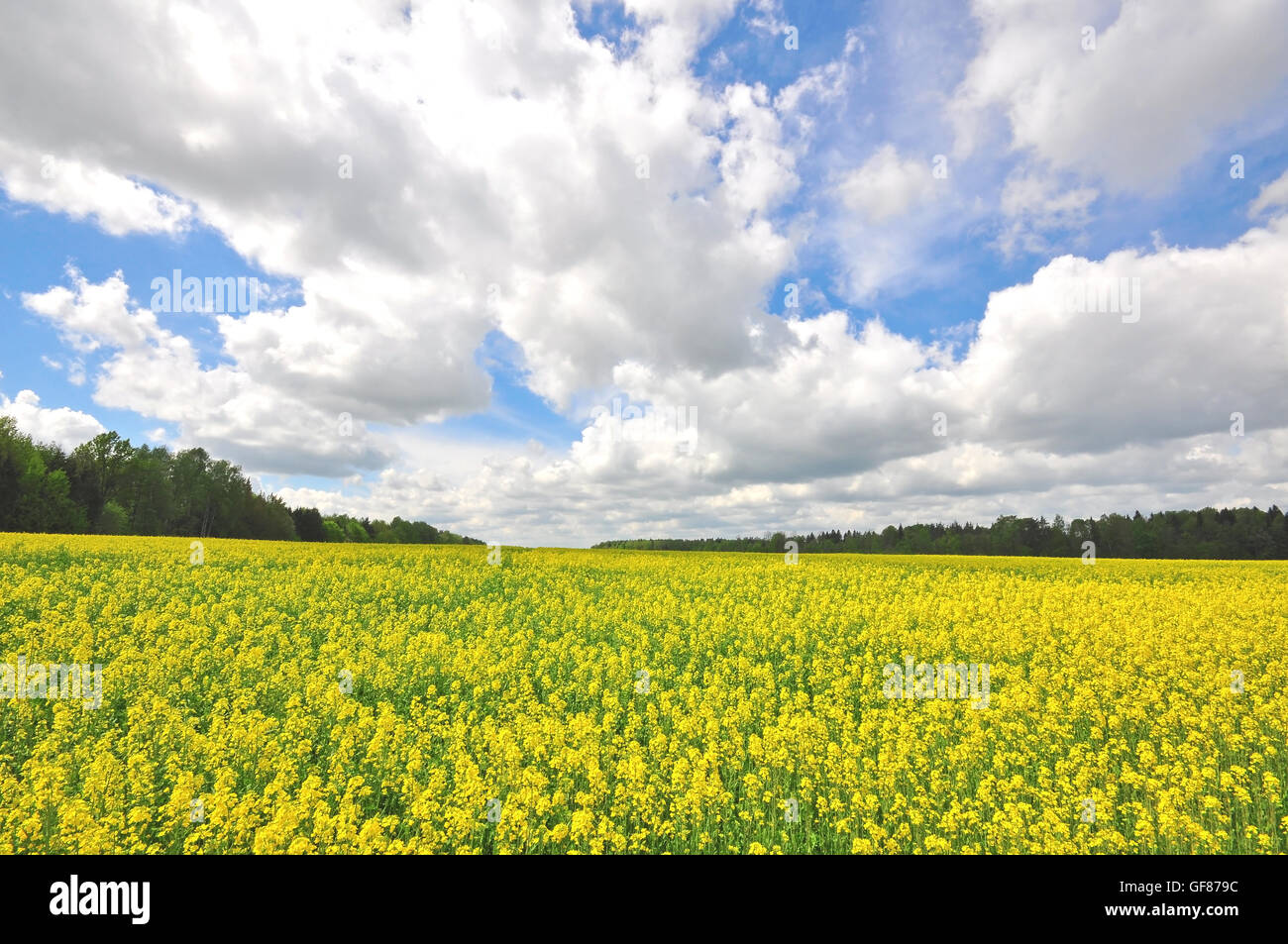 Il campo Paese e cielo d'estate Foto Stock