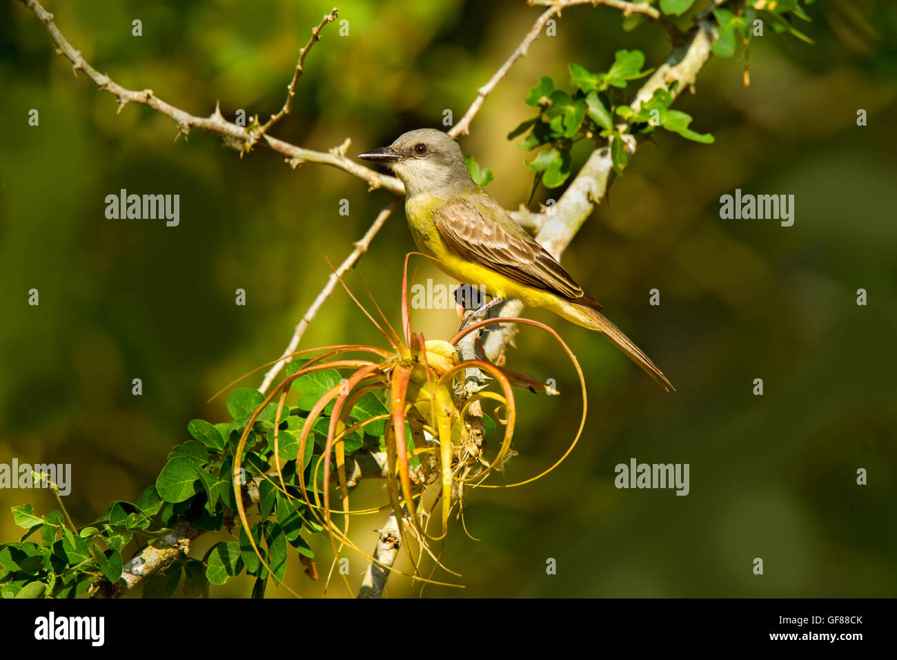 Tropical Kingbird Tyrannus melancholicus El tuito, Jalisco, Messico 9 Giugno Tyrannidae adulti Foto Stock