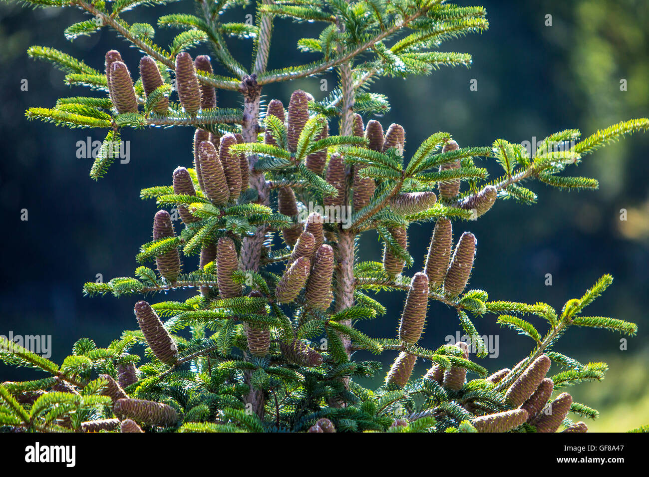 Pigne di crescere nella parte superiore di una Nordmann abete, Abies nordmanniana, Foto Stock