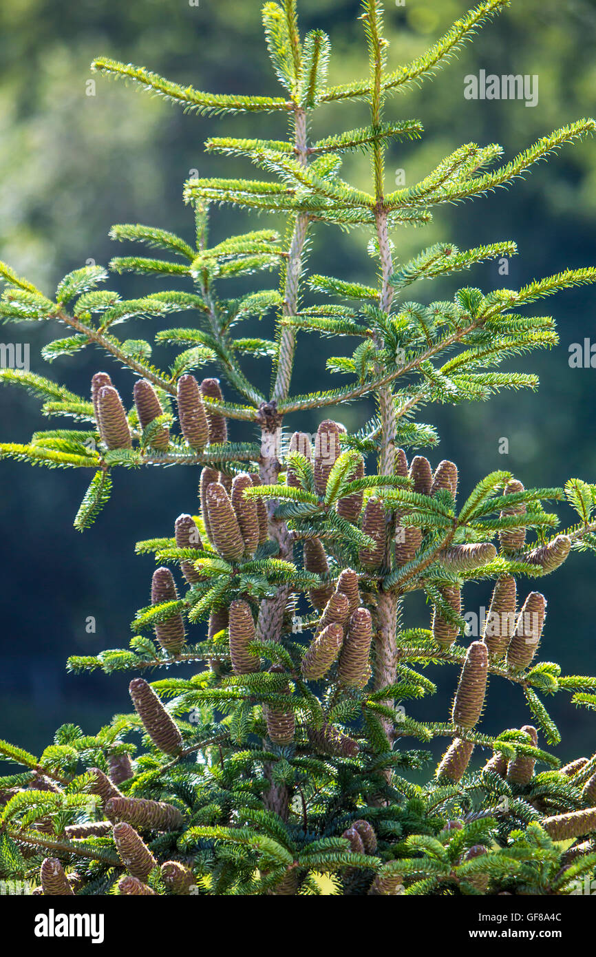 Pigne di crescere nella parte superiore di una Nordmann abete, Abies nordmanniana, Foto Stock