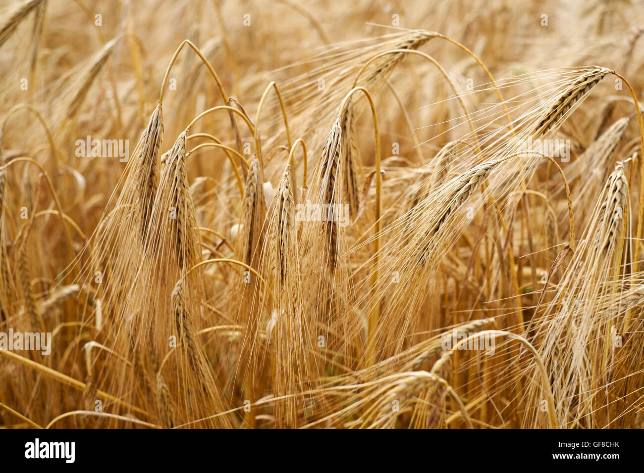 La maturazione delle orecchie di orzo, Inghilterra, Regno Unito. Foto Stock