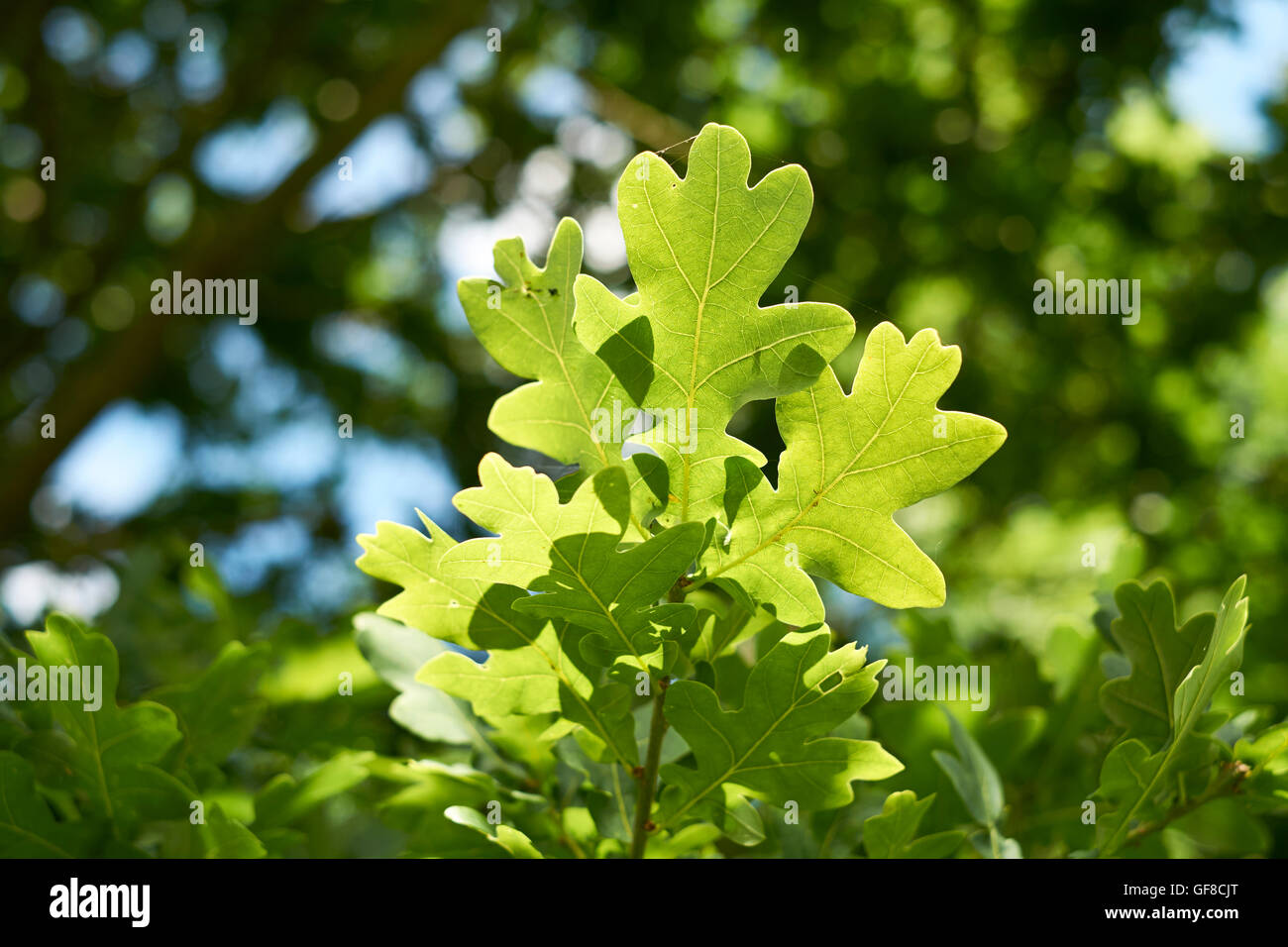 Verde Inglese quercia (Quercus robur) foglie in estate, Inghilterra, Regno Unito. Foto Stock