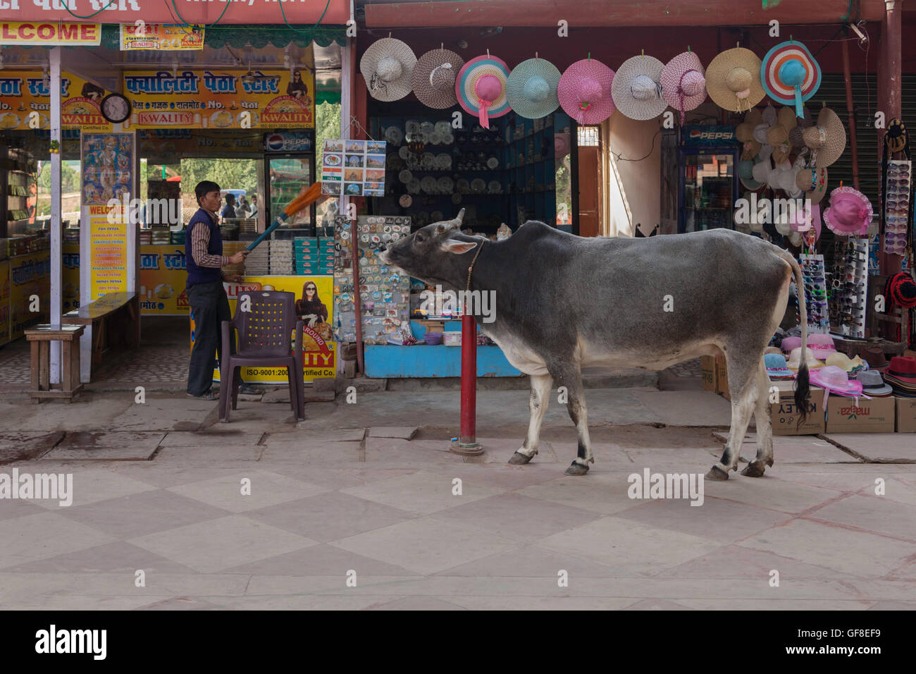 Una vacca sacra dell'India a piedi lungo una strada turistica in Agra, India. Foto Stock