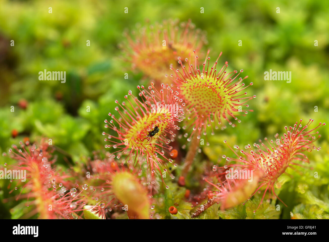 Piante carnivore sundew con foglie di adesivo per la cattura di più mosche  e lo digerisce Foto stock - Alamy