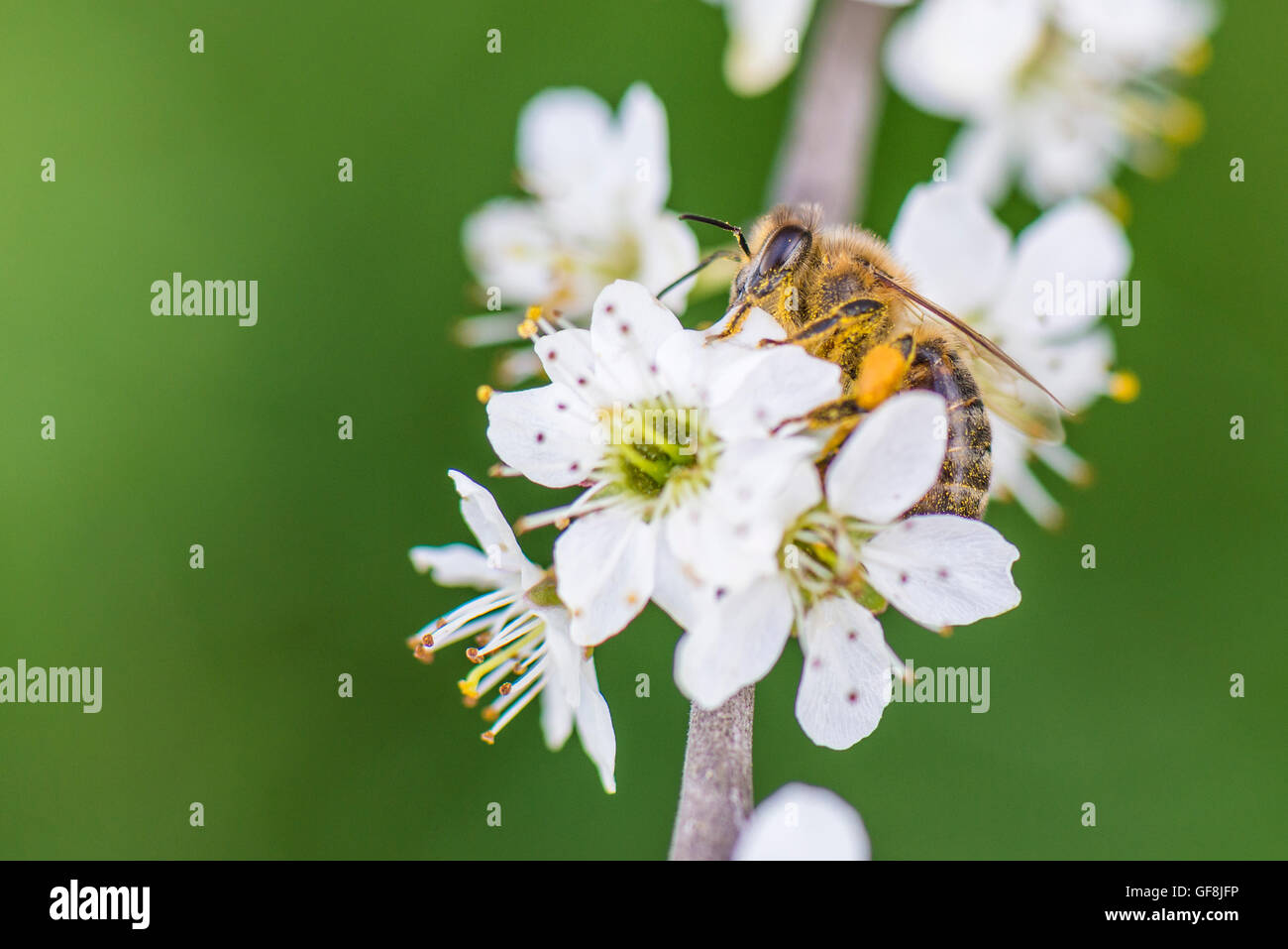 Cherry Tree blossom con il miele delle api Foto Stock