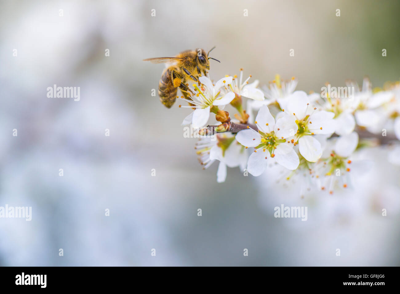 Cherry Tree blossom con il miele delle api Foto Stock