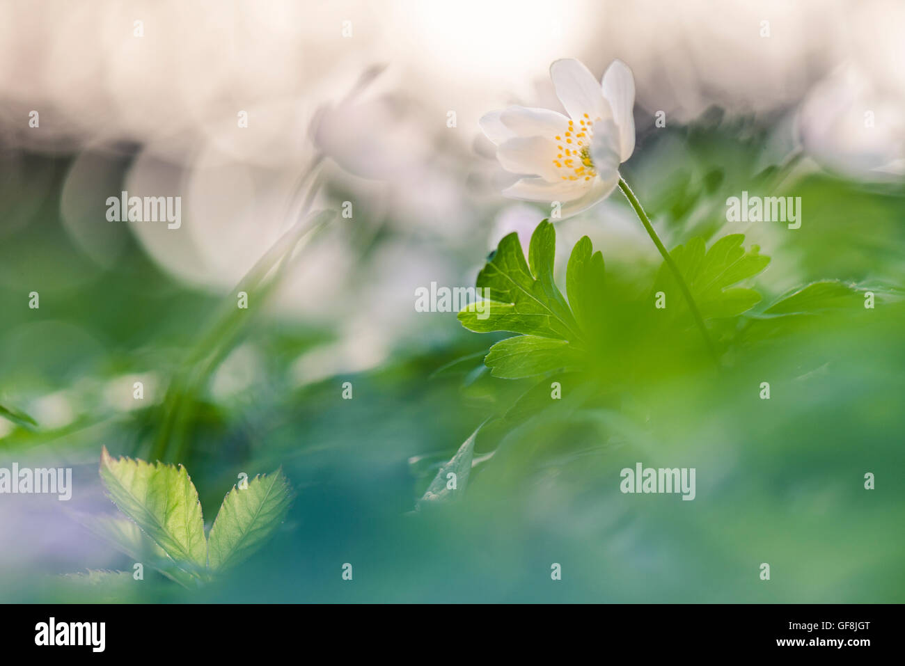 Windflower Foto Stock