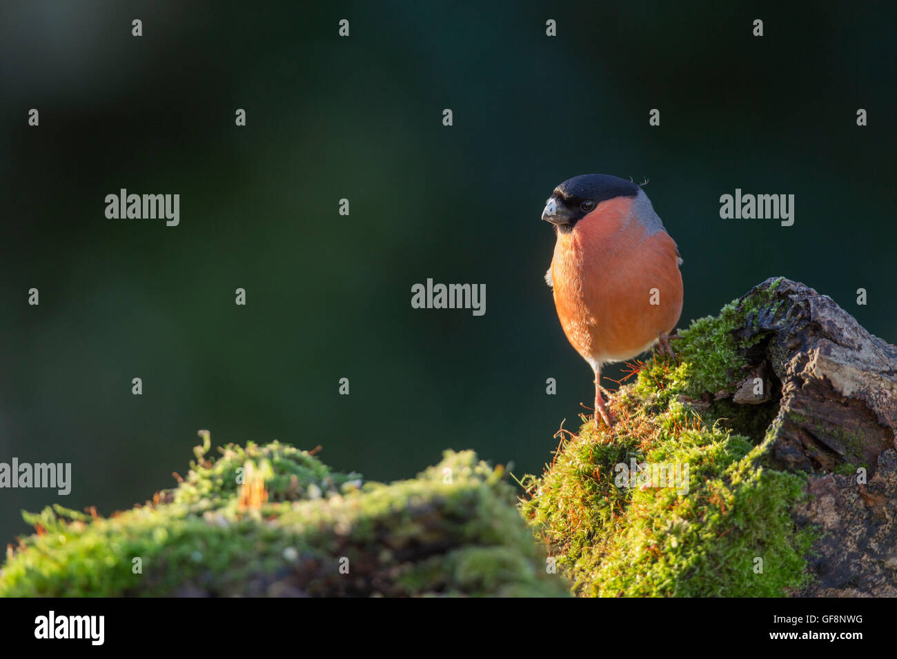 Bullfinch; Pyrrhula pyrrhula maschio singolo sul registro di muschio Cornwall, Regno Unito Foto Stock