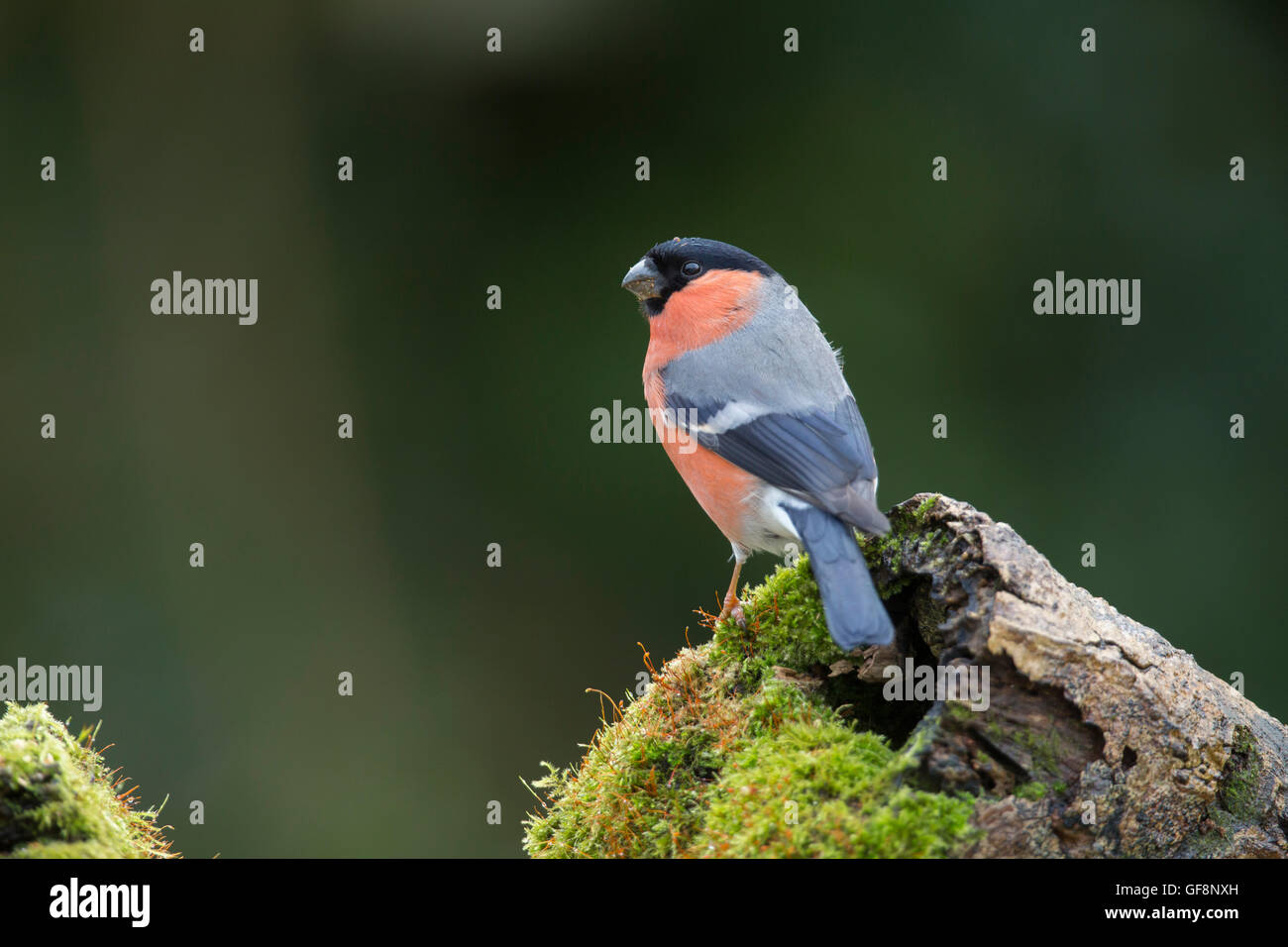Bullfinch; Pyrrhula pyrrhula maschio singolo sul Log Cornwall, Regno Unito Foto Stock