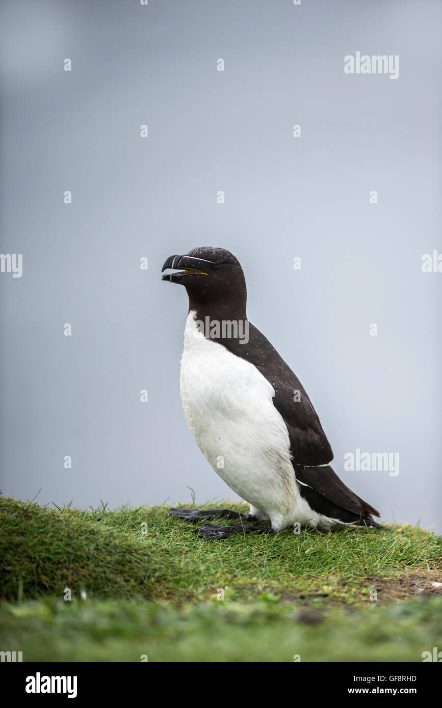 Razorbill (Alca torda) arroccato sulla scogliera-top Foto Stock