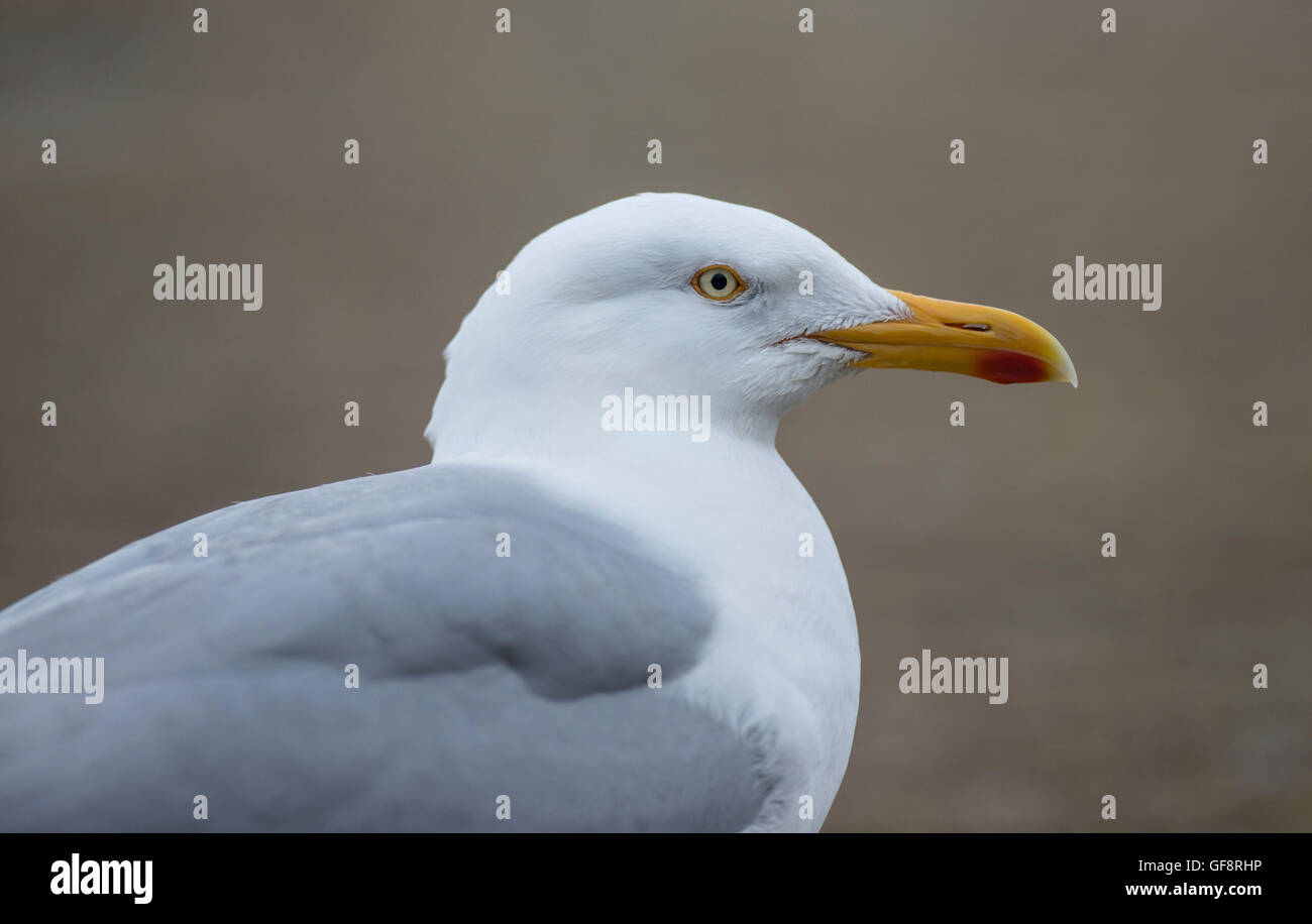 Aringa gabbiano (Larus argentatus) testa e spalle Foto Stock