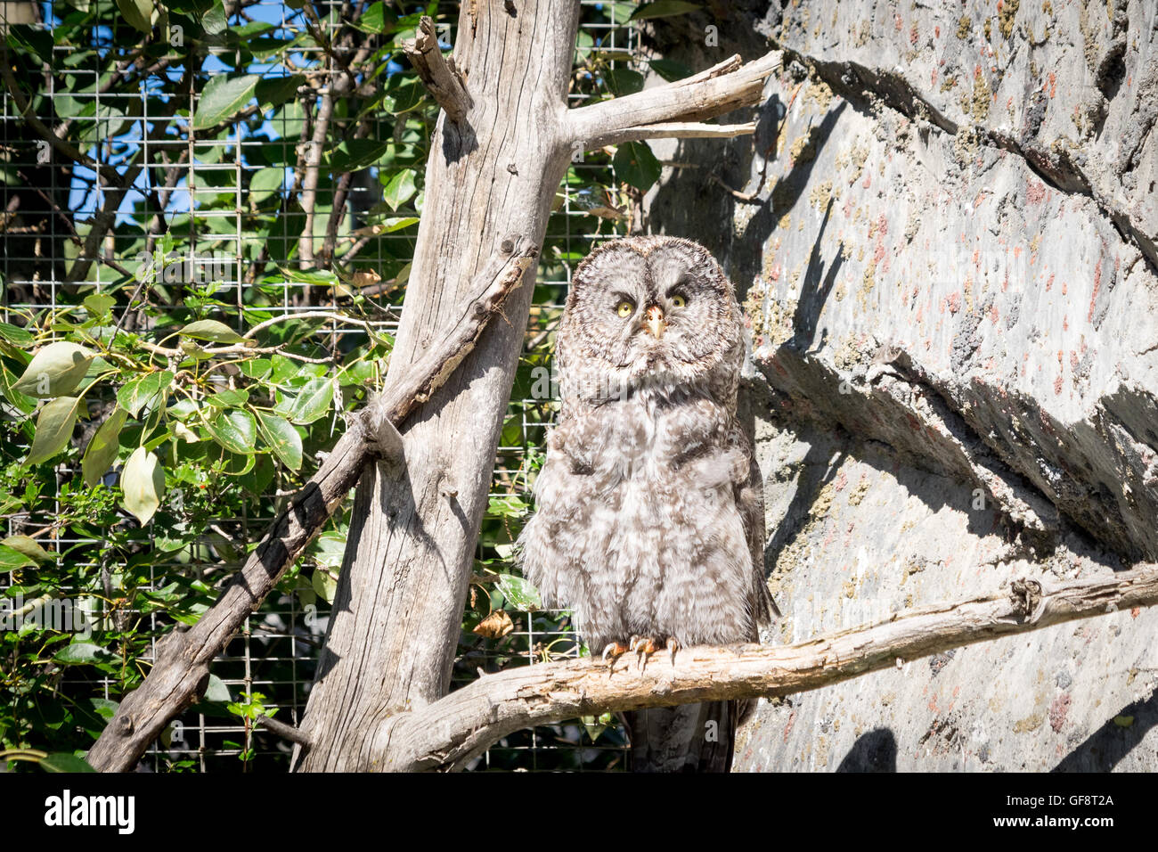 Un grande grigio allocco (Strix nebulosa) in cattività a Calgary Zoo di Calgary, Alberta, Canada. Foto Stock