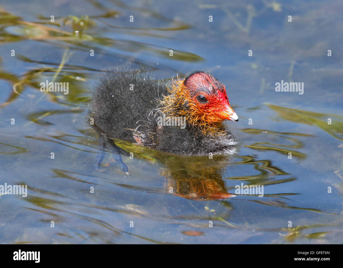 Coot Chick (fulica atra) nuoto, lago d Idro, Italia Foto Stock