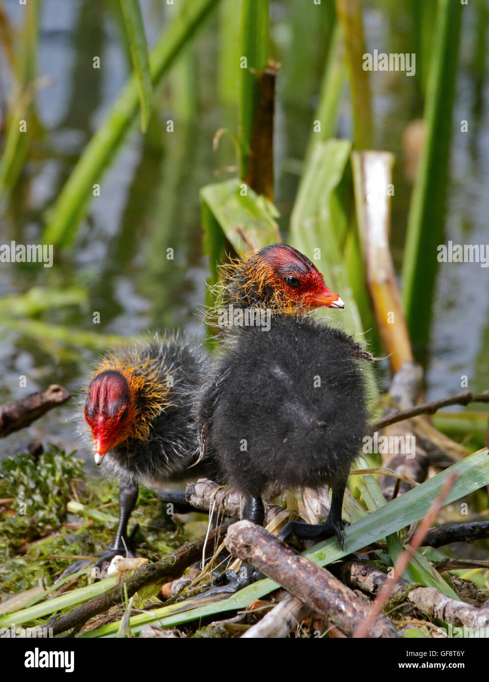 Coot Pulcini (fulica atra) sul Nido, lago d Idro, Italia Foto Stock