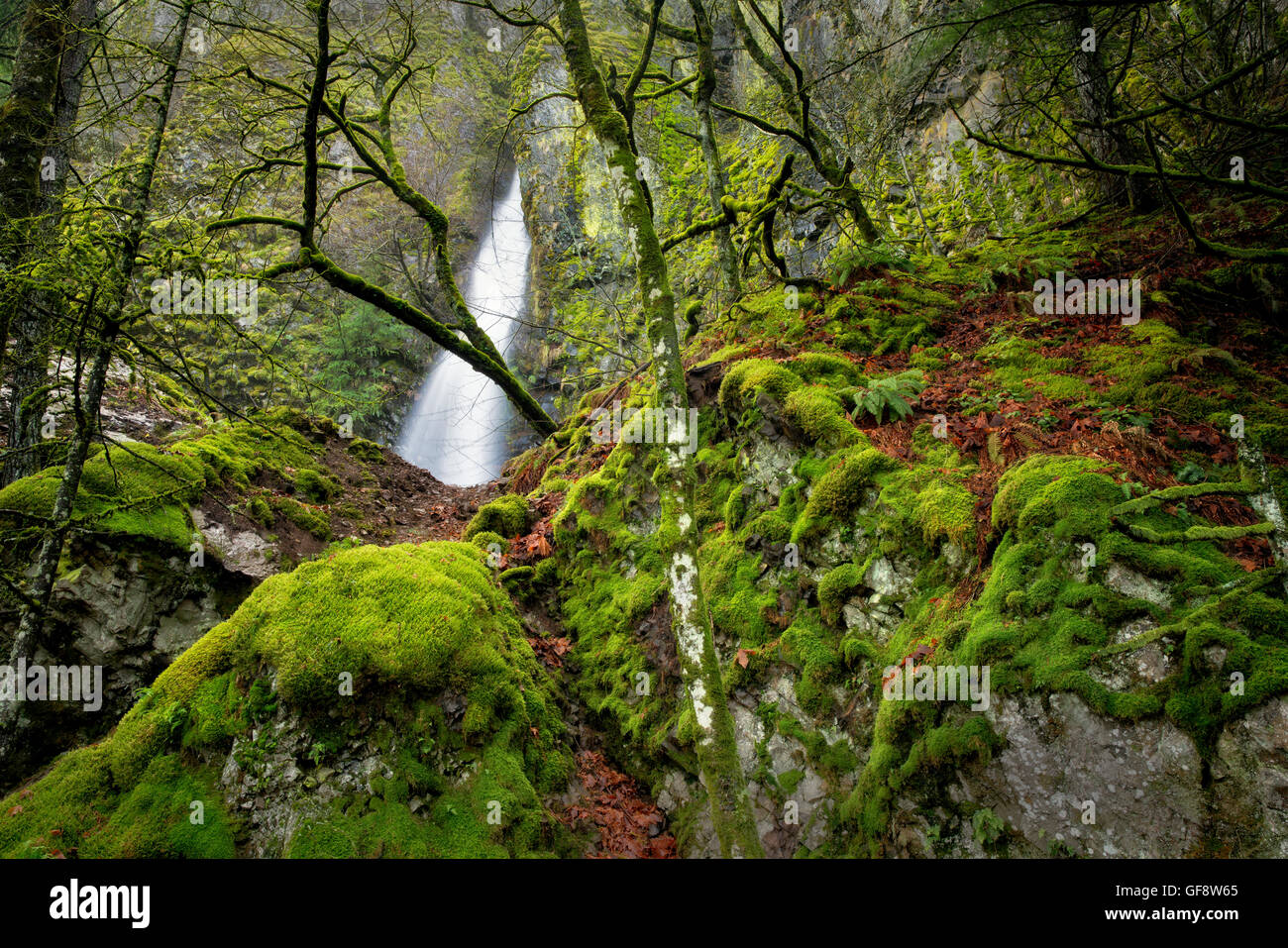 Cabin Creek Falls con moss ricoperta di rocce e alberi. Columbia River Gorge National Scenic Area, Oregon Foto Stock